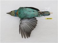 藏品(五色鳥)的圖片